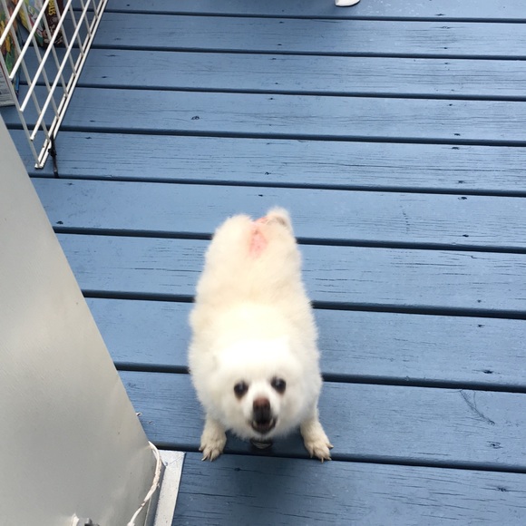 Meet your Posher, Genesis - Picture 1 of 1